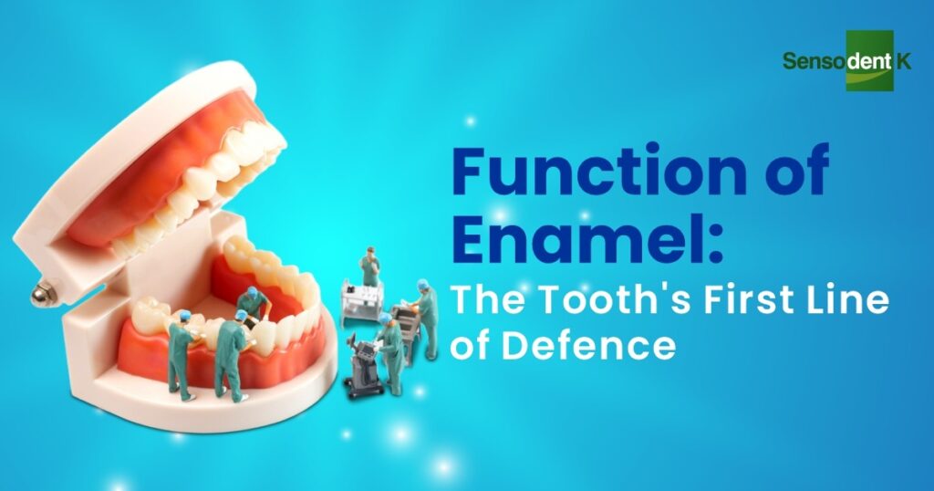 Function of Enamel