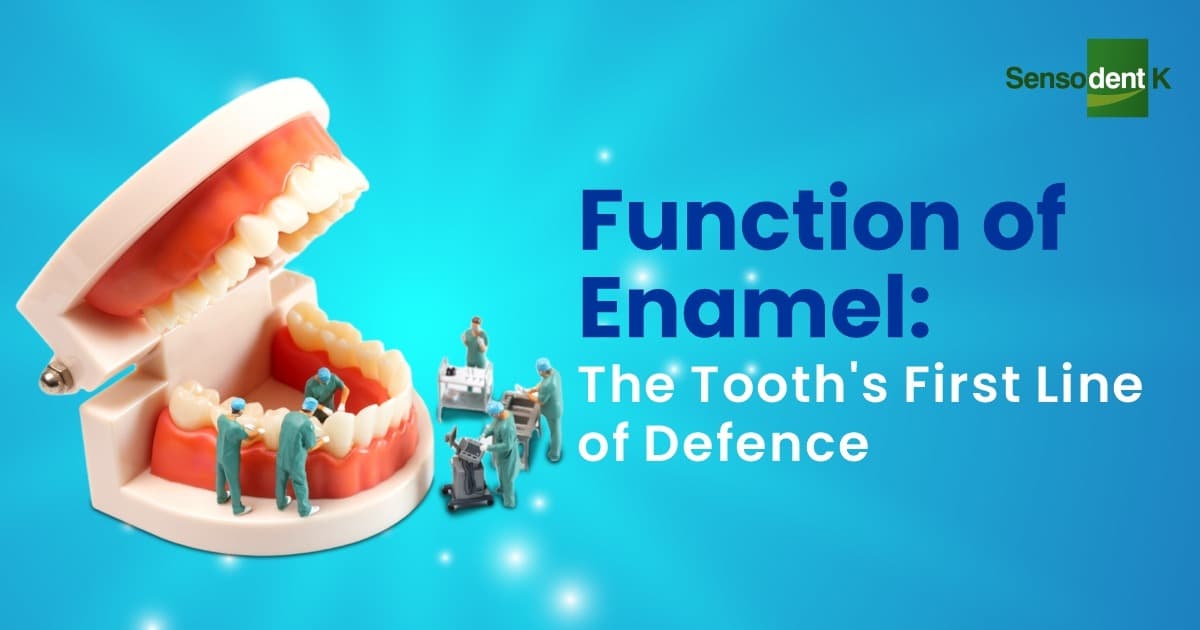 Function of Enamel